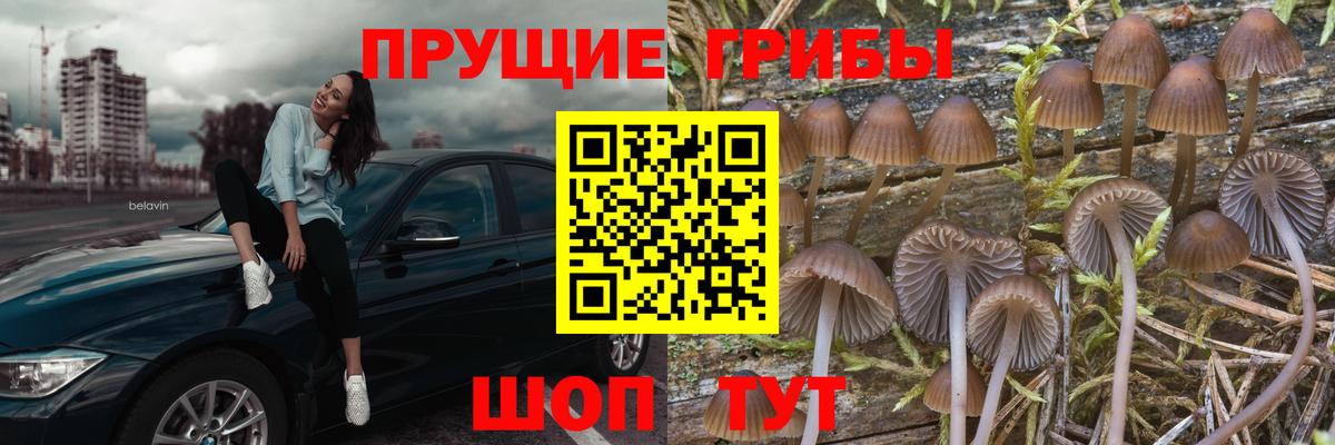 Клинцы  Псилоцибиновые грибы прущие грибы  Вход с VPN  Галлюциногенные грибы Cubensis 